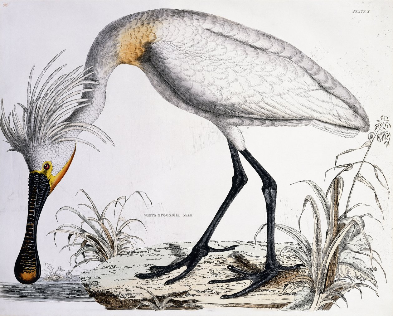 White Spoonbill, 1834 by Prideaux John Selby