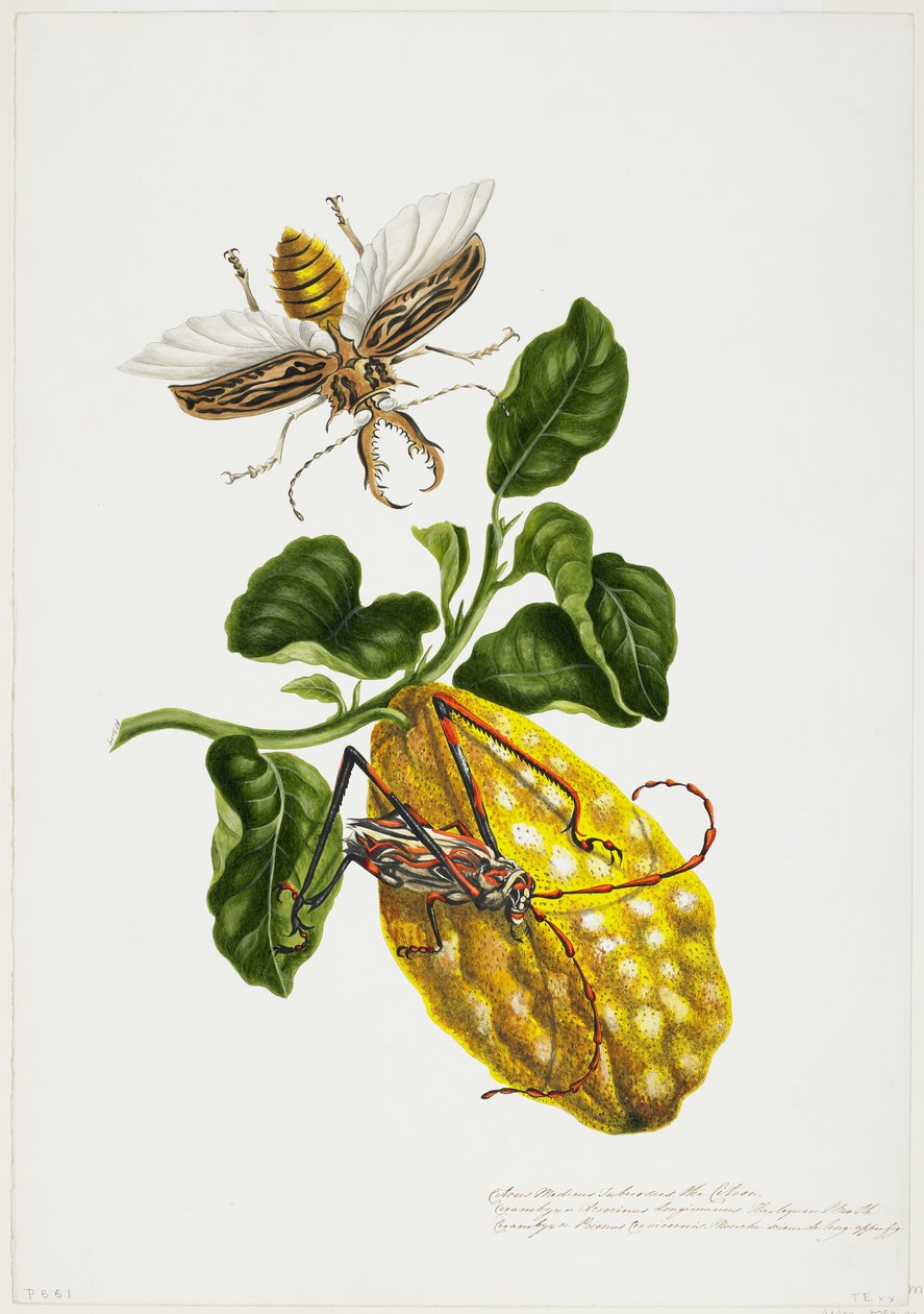 The Citron and Insects by Priscilla Susan Bury