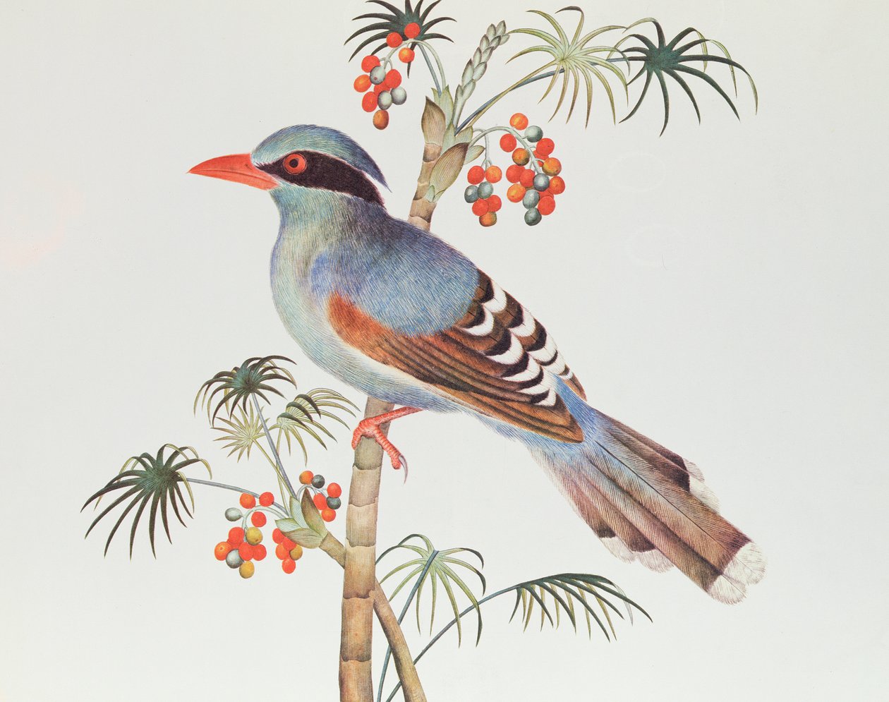 Green Magpie, Ch