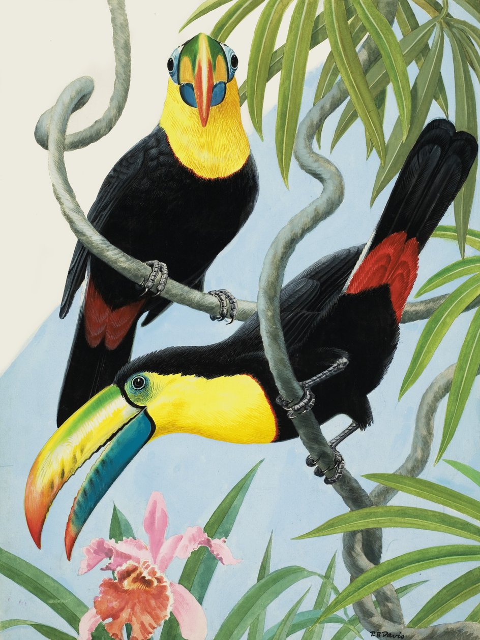 Big-Beaked Birds by R.B. Davis