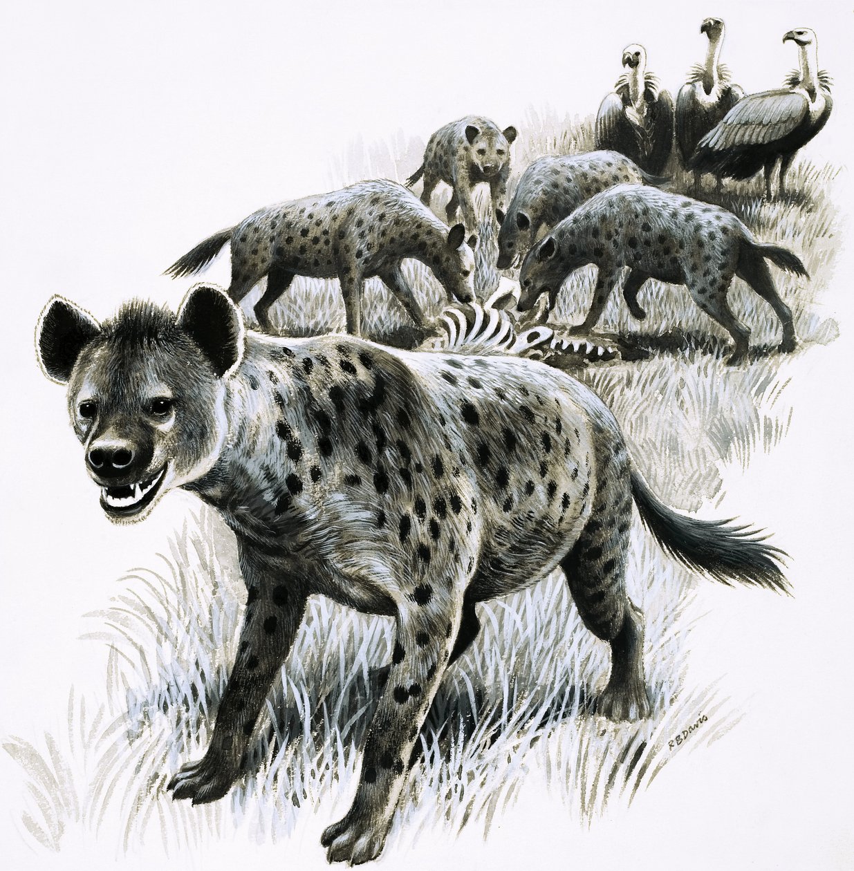 Hyenas Feeding on a Zebra Carcass with Vultures Watching by R.B. Davis