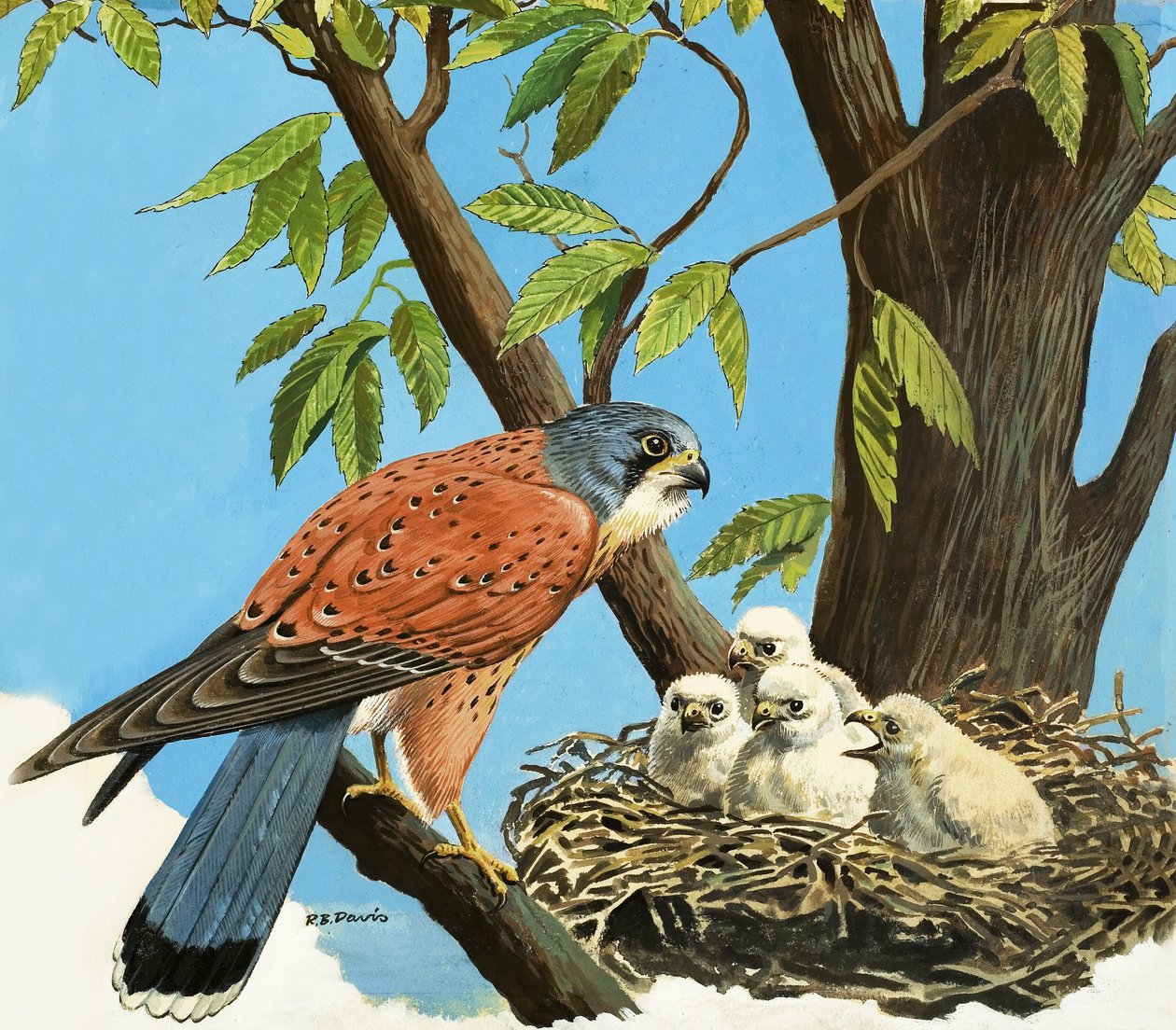 Kestrel and Chick by R.B. Davis