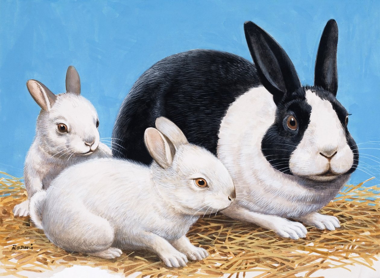 Rabbits by R.B. Davis