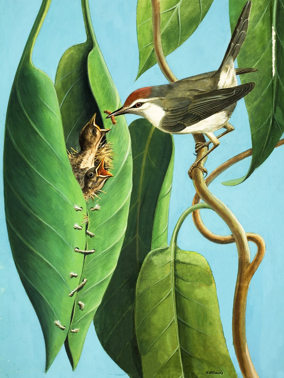 The Tailor Bird by R.B. Davis