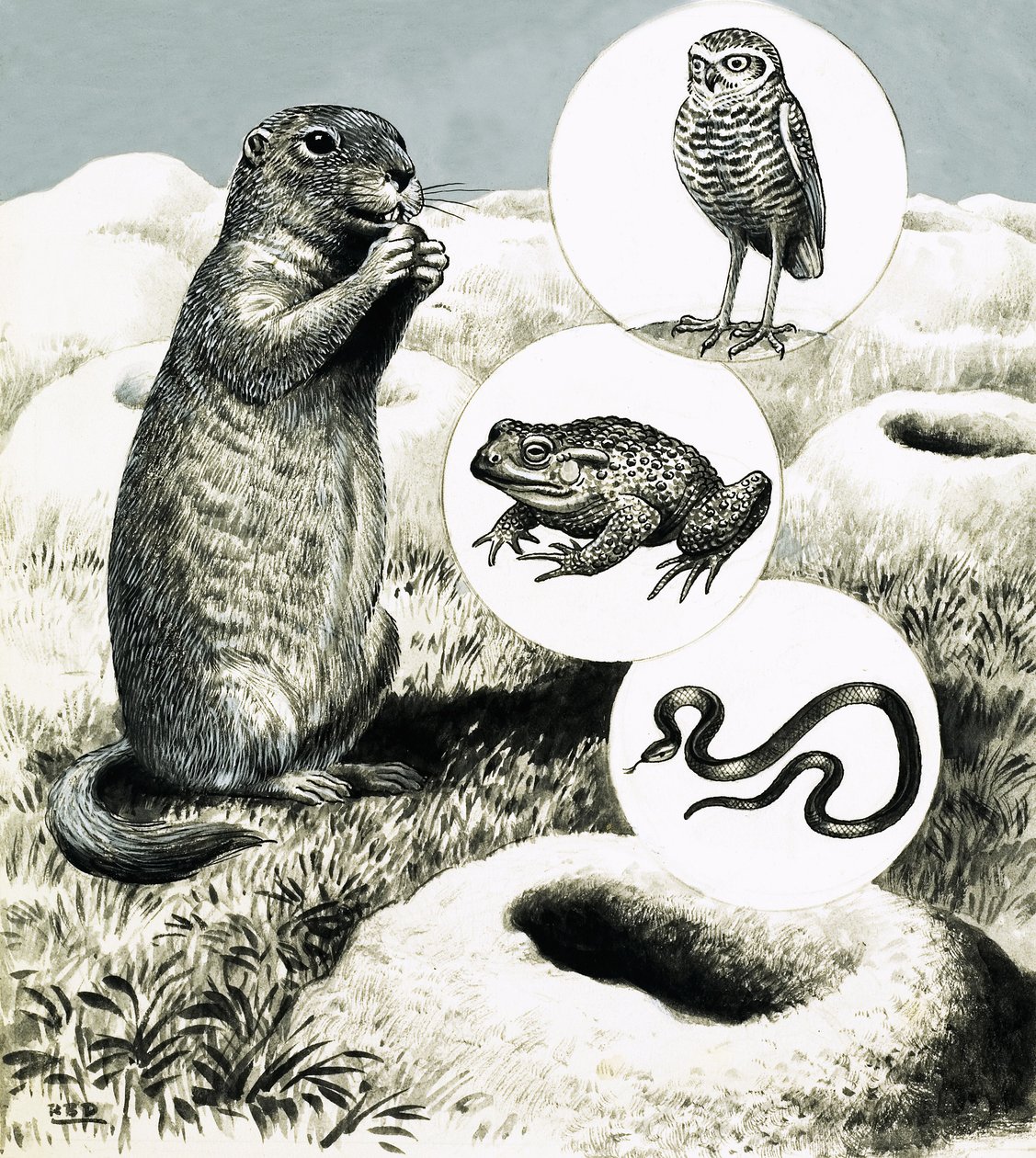 The Elaborate Burrows of the Prairie Dog by R.B. Davis