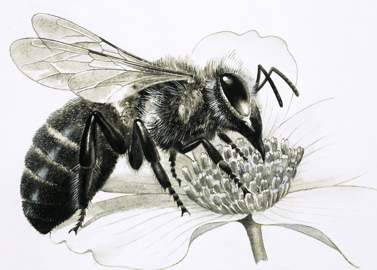 Worker Bee Collecting Nectar from Flower by R.B. Davis