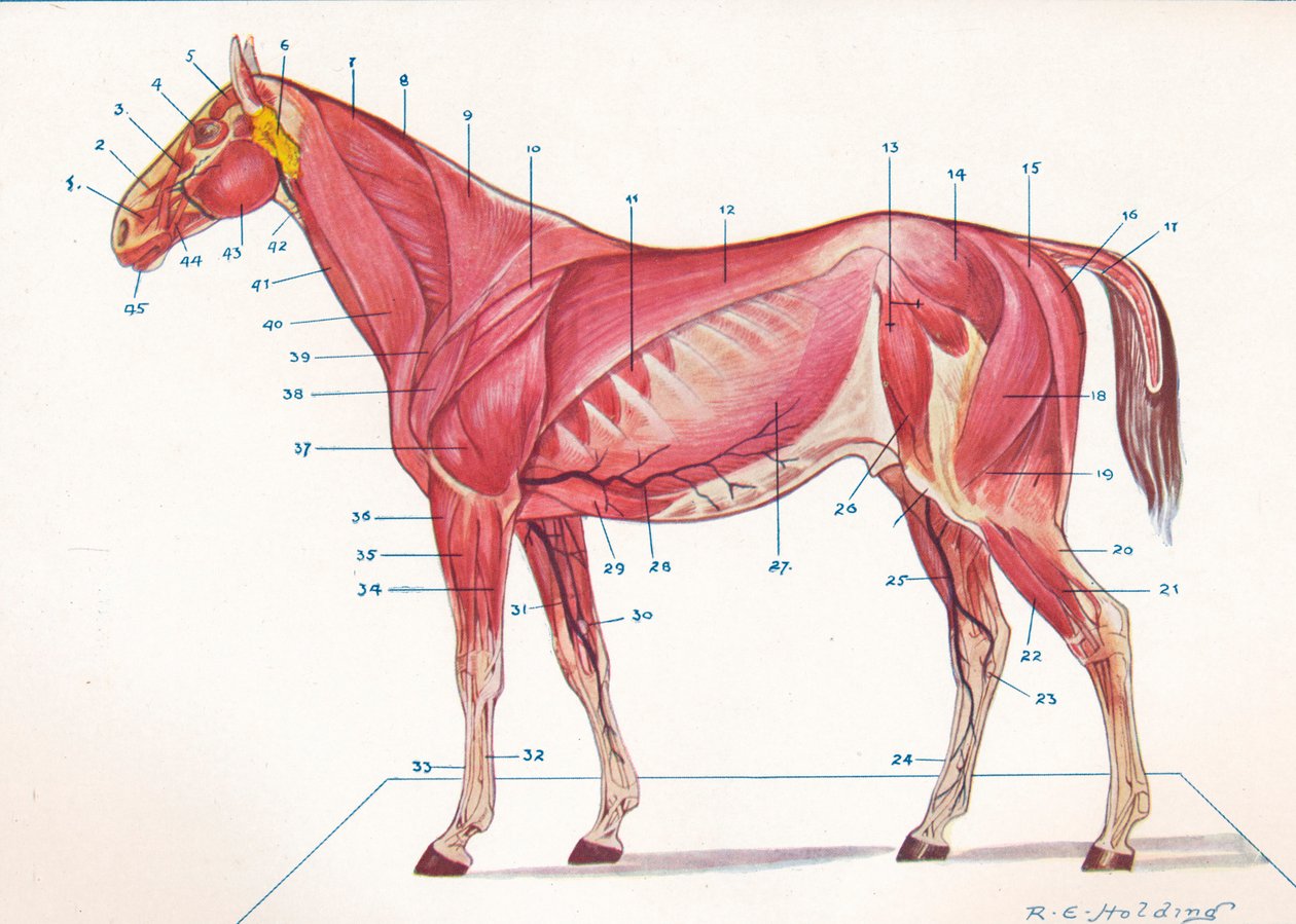 Superficial Muscles, Tendons, etc of a Horse, c1907-c1910 by RE Holding