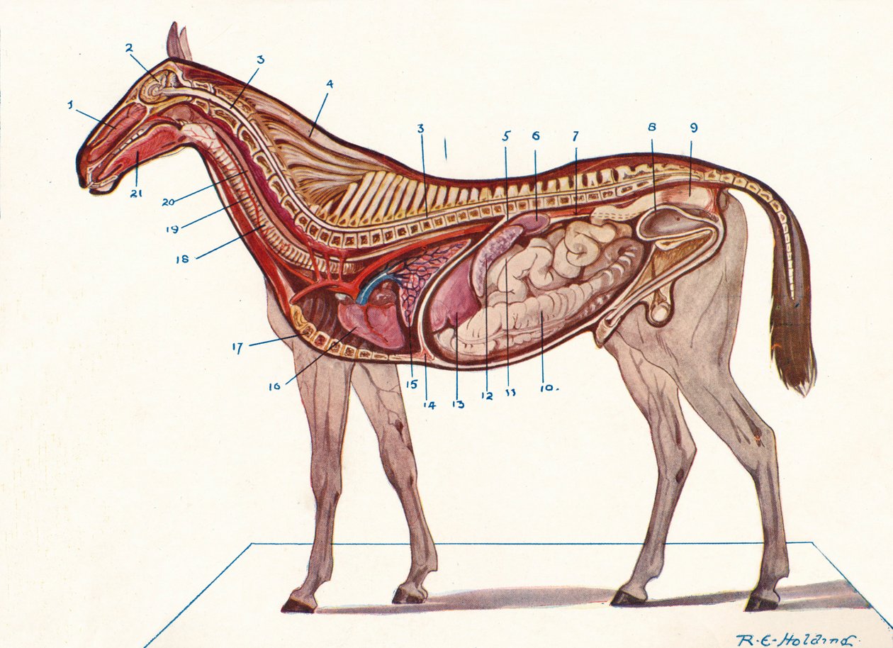 Vertical Section of the Body of a Horse by RE Holding