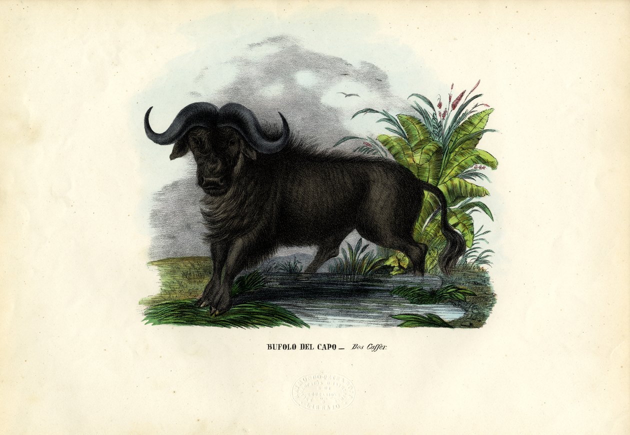 African Buffalo, 1863-79 by Raimundo Petraroja