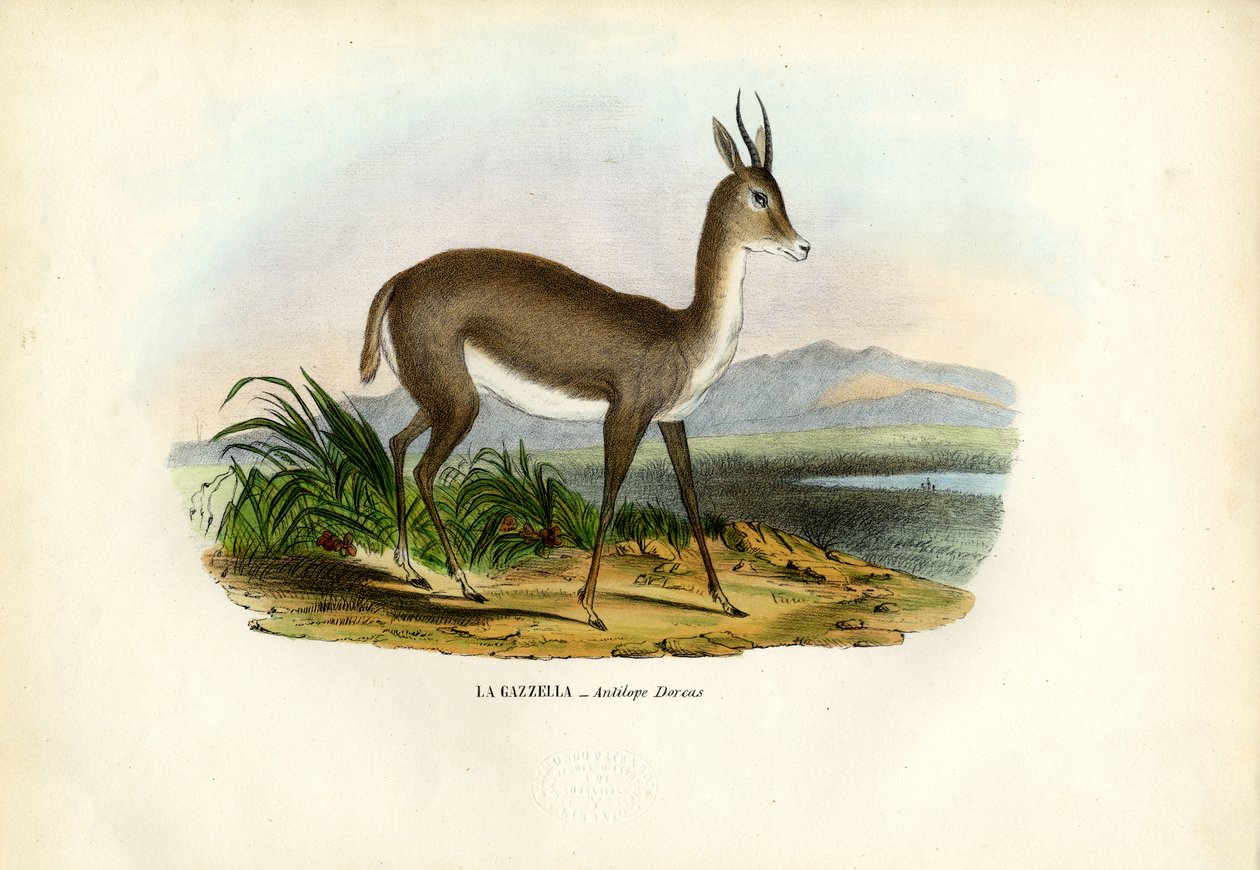 Arabian Gazelle, 1863-79 by Raimundo Petraroja