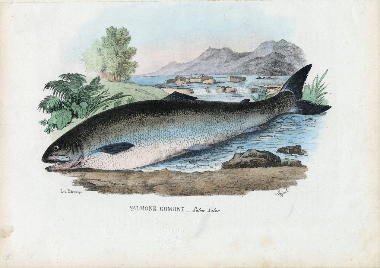 Atlantic Salmon, 1863-79 by Raimundo Petraroja