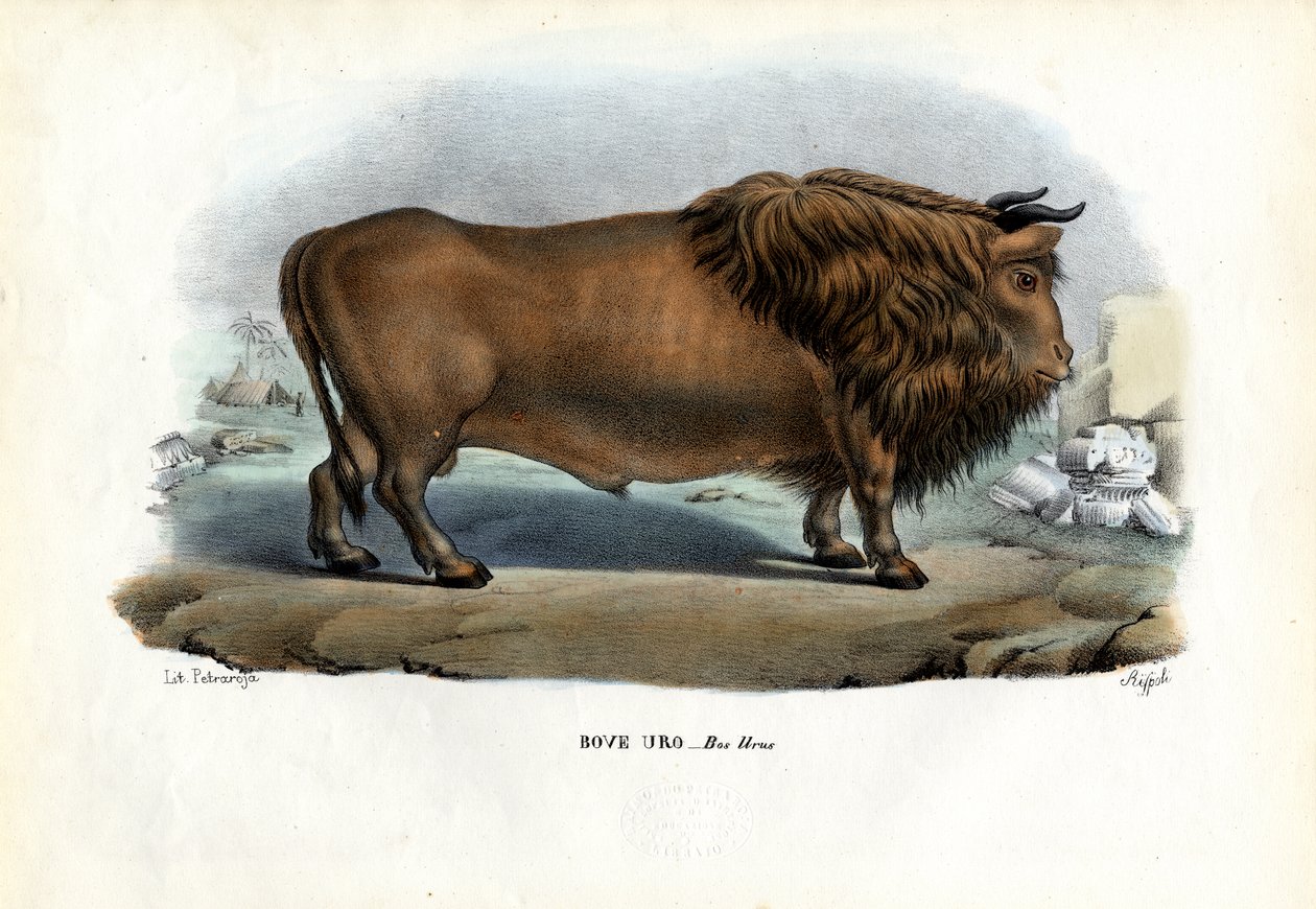 Aurochs by Raimundo Petraroja