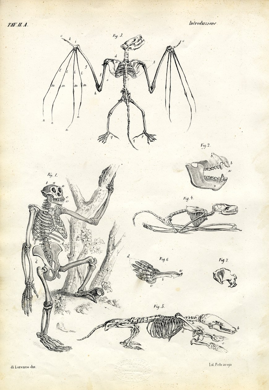 Bat, 1863-79 by Raimundo Petraroja