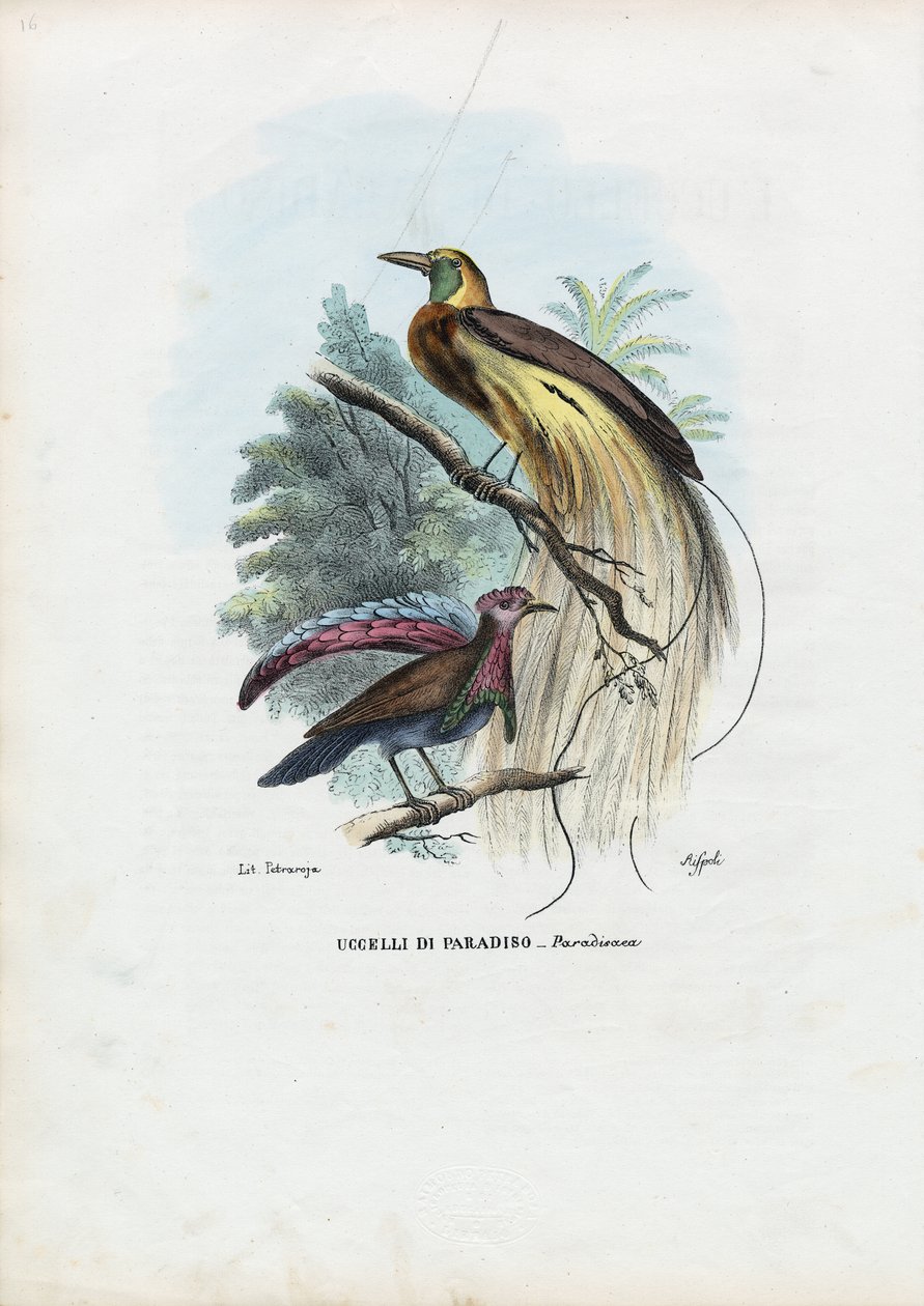 Bird Of Paradise, 1863-79 by Raimundo Petraroja