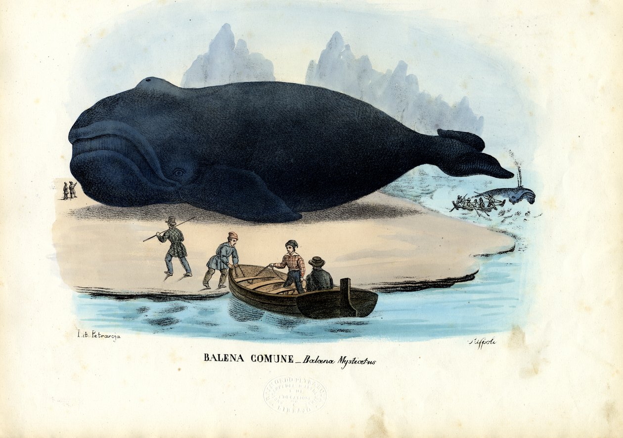 Bowhead Whale, 1863-79 by Raimundo Petraroja