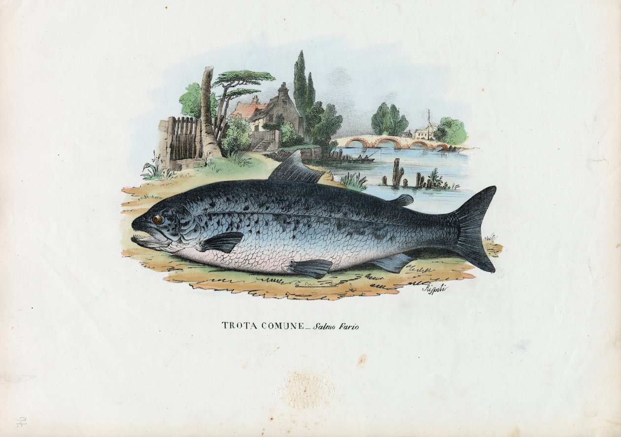 Brown Trout, 1863-79 by Raimundo Petraroja