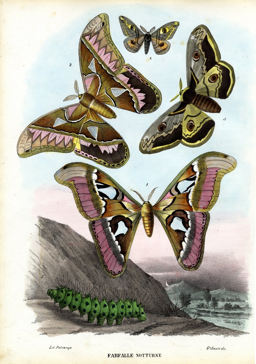 Butterflies, 1863-79 by Raimundo Petraroja