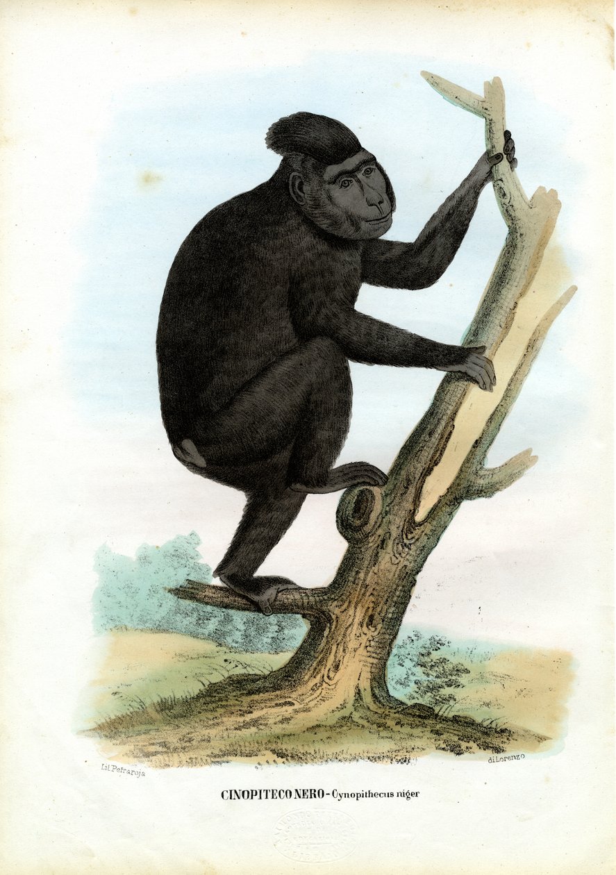 Celebes Ape, 1863-79 by Raimundo Petraroja