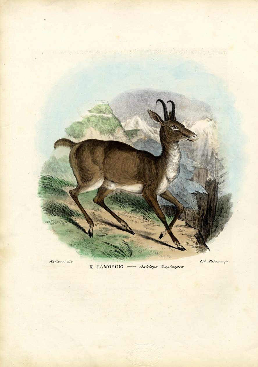 Chamois, 1863-79 by Raimundo Petraroja
