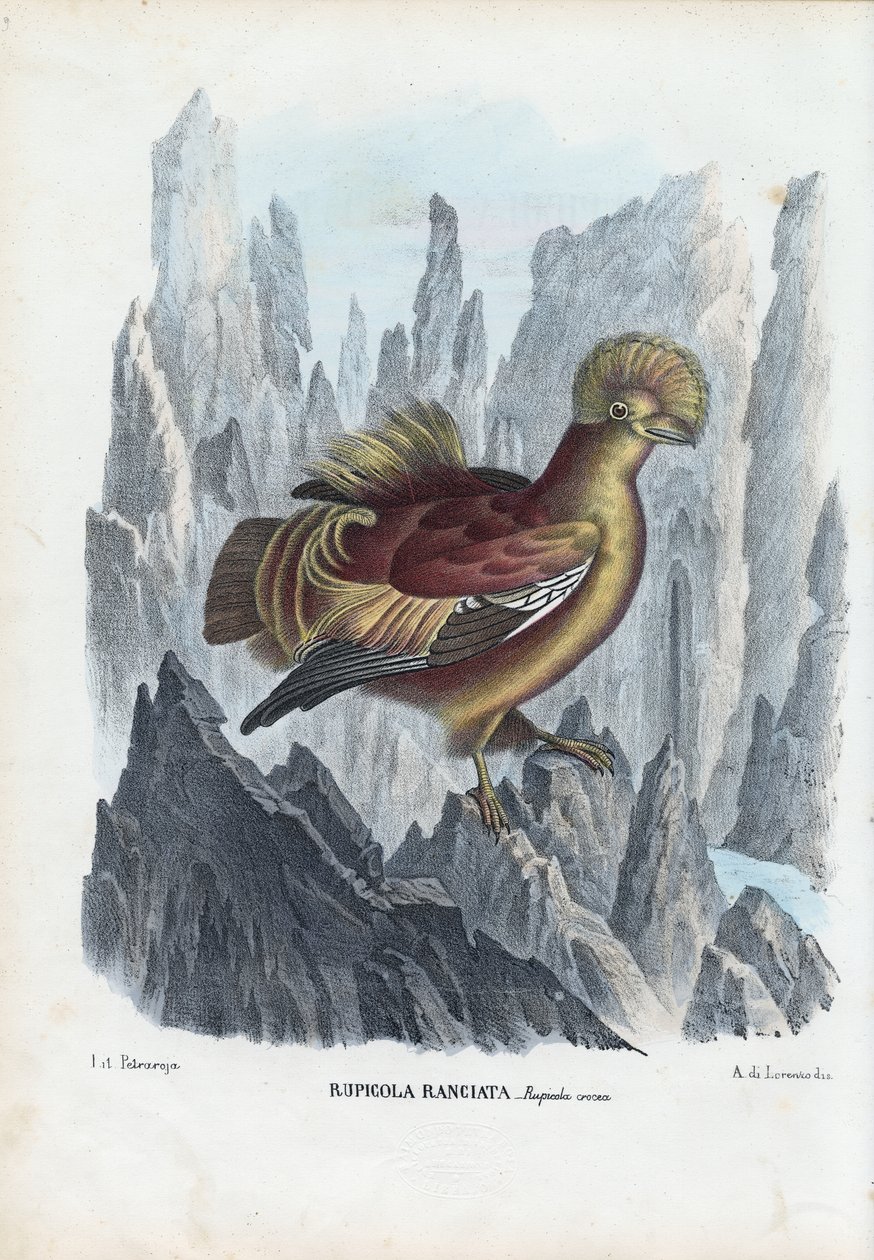 Cock-Of-The-Rock, 1863-79 by Raimundo Petraroja