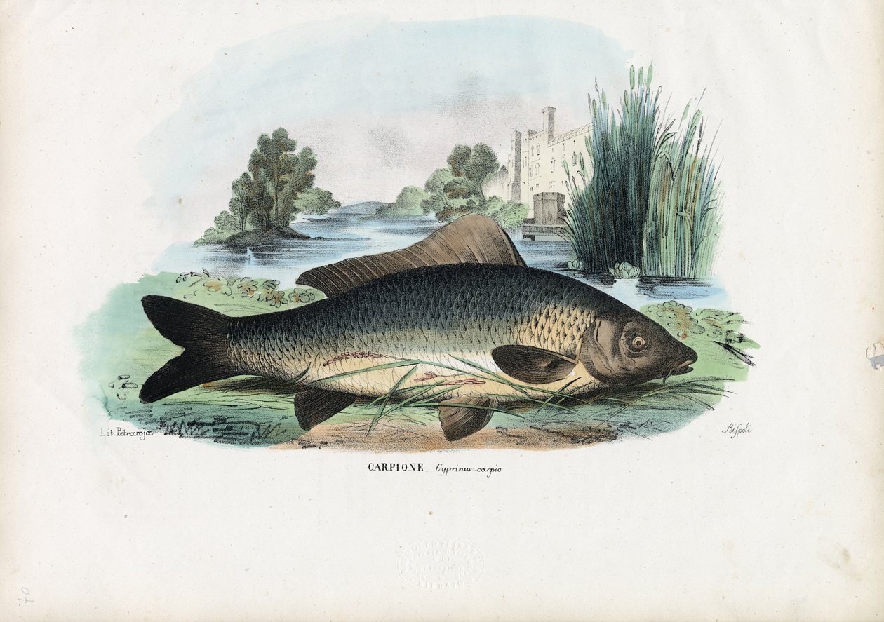 Common Carp by Raimundo Petraroja