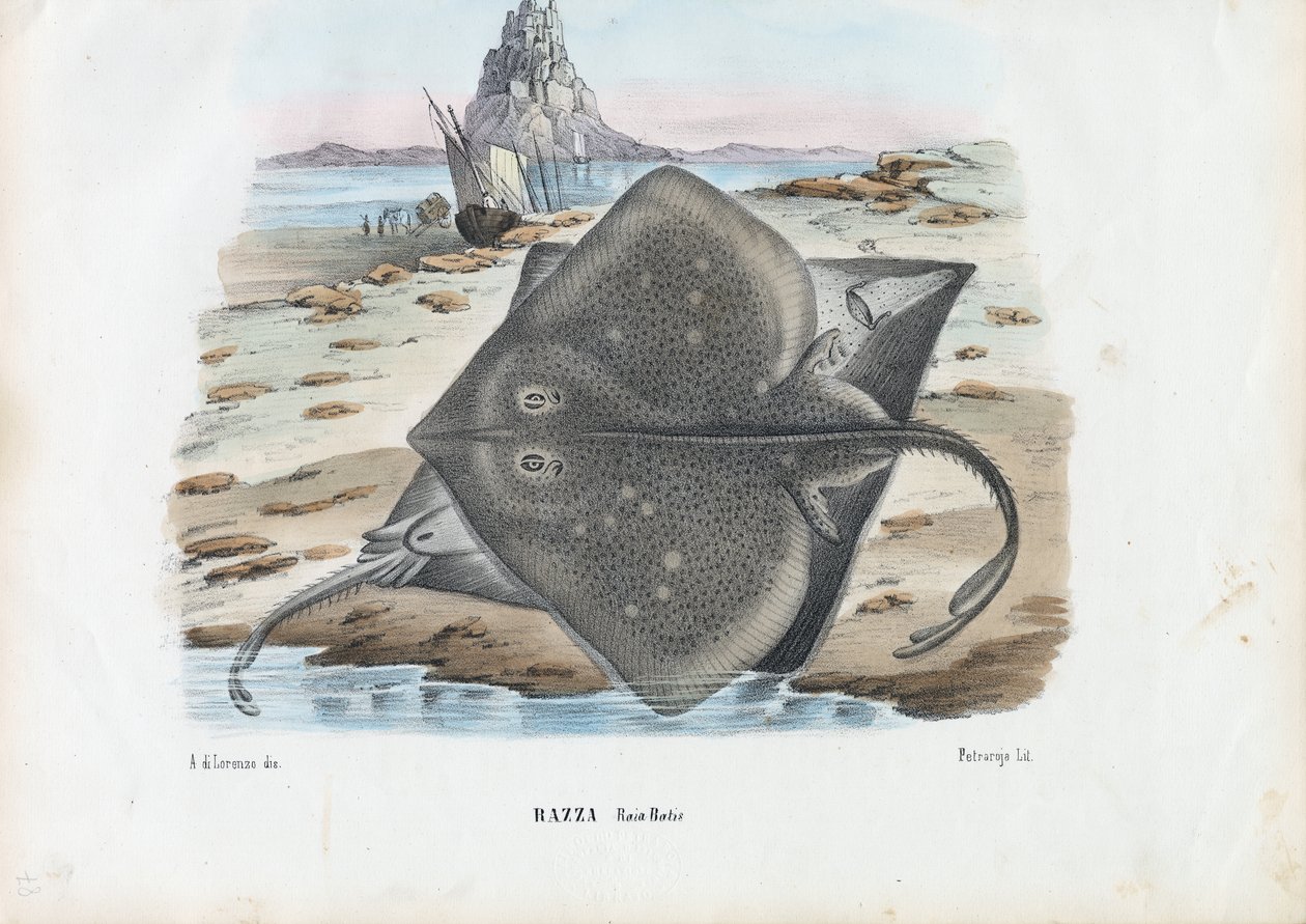 Common Skate, 1863-79 by Raimundo Petraroja