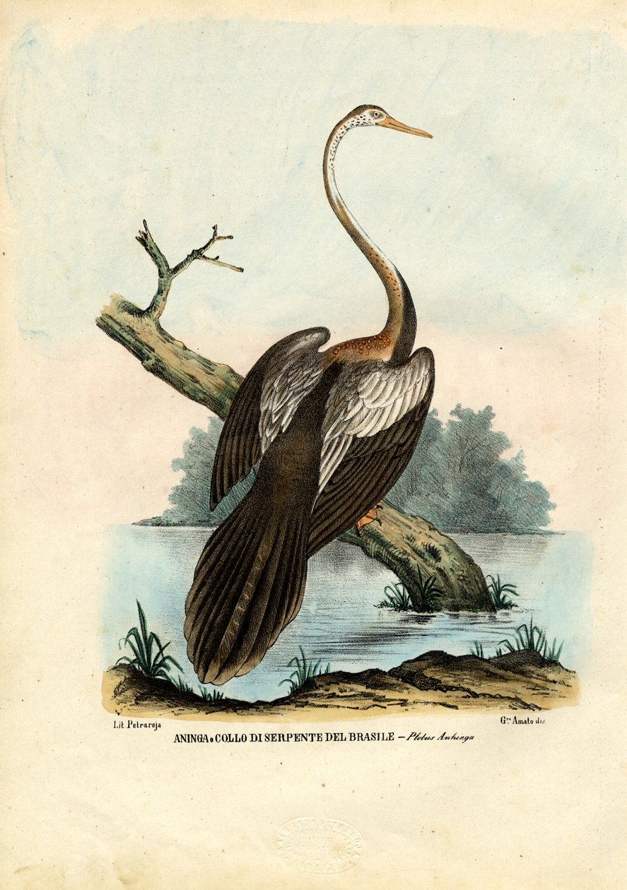 Darter, 1863-79 by Raimundo Petraroja