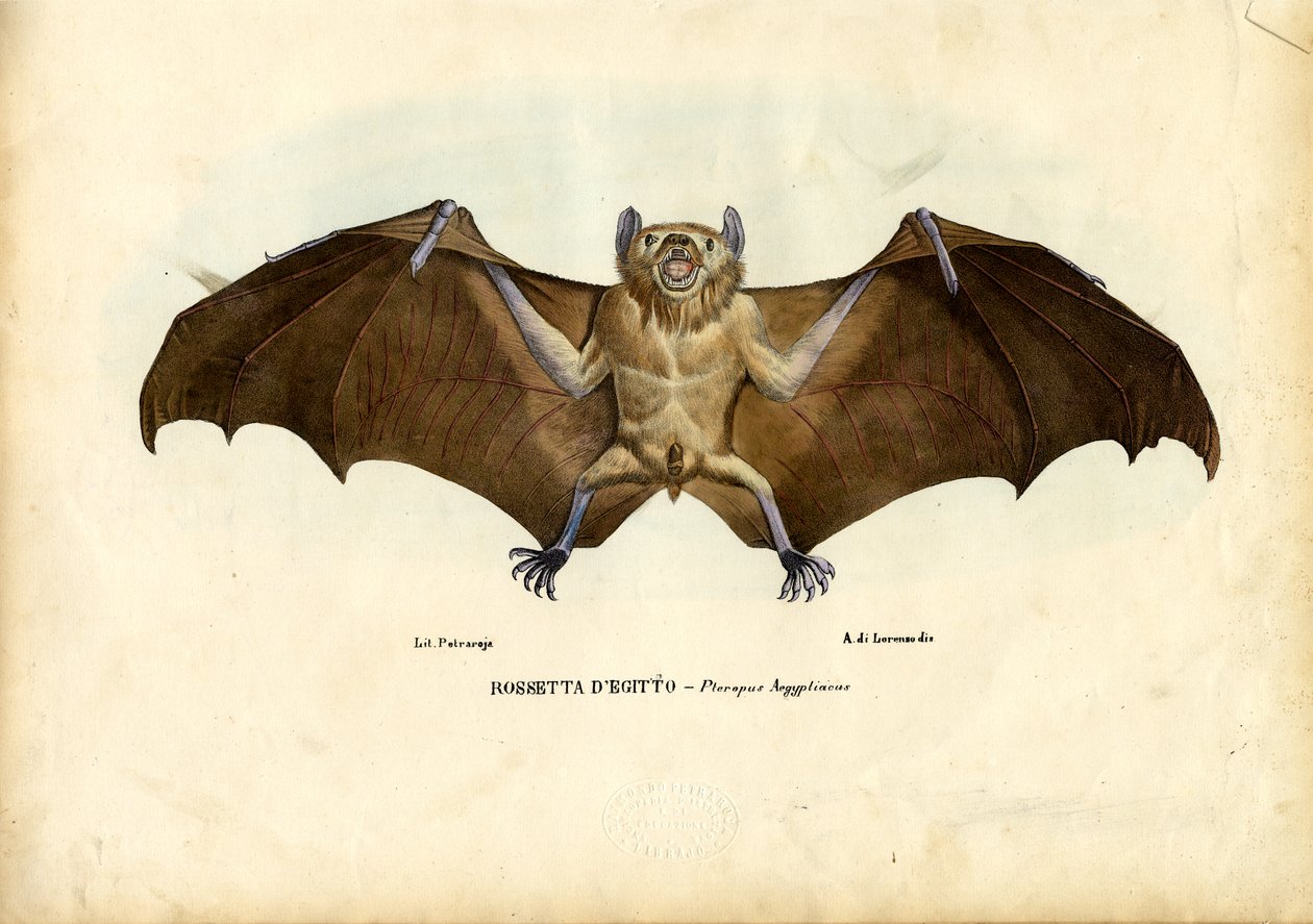 Egyptian Fruit Bat, 1863-79 by Raimundo Petraroja