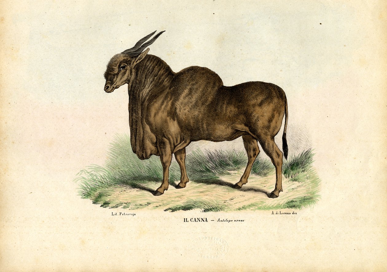 Eland, 1863-79 by Raimundo Petraroja