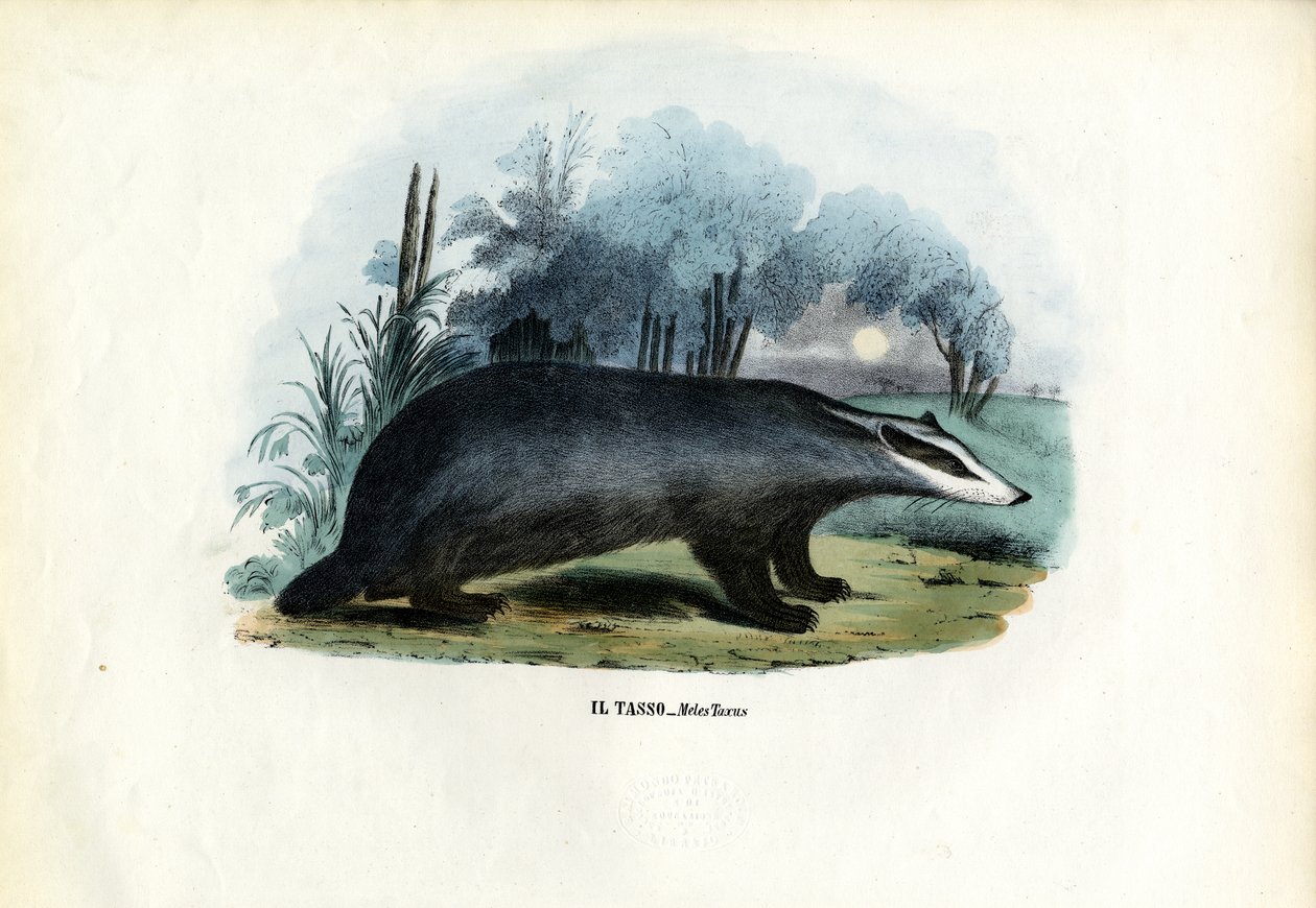 European Badger, 1863-79 by Raimundo Petraroja