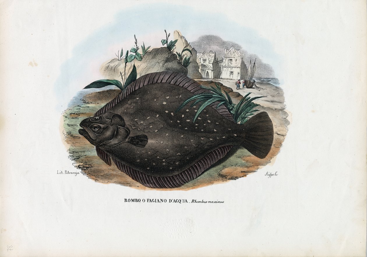 European Flounder by Raimundo Petraroja