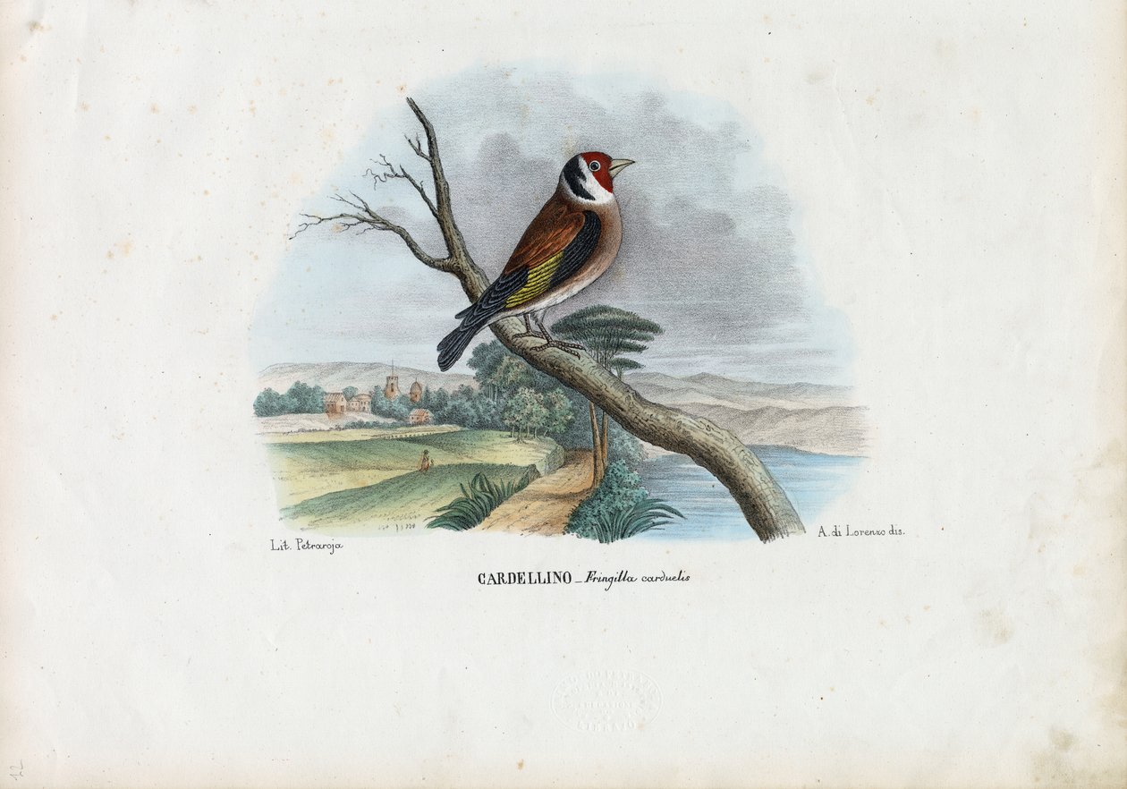 European Goldfinch, 1863-79 by Raimundo Petraroja