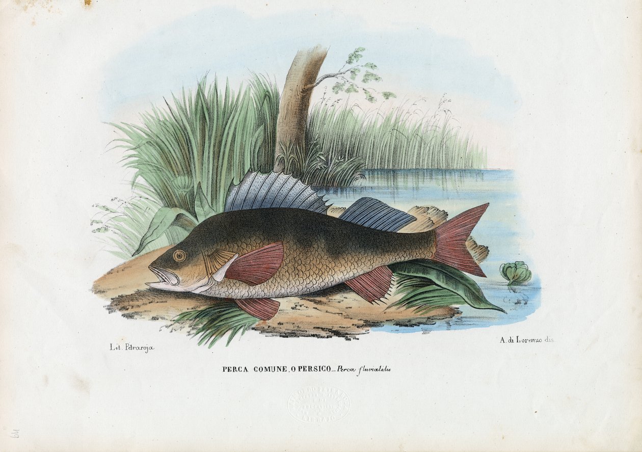 European Perch, 1863-79 by Raimundo Petraroja