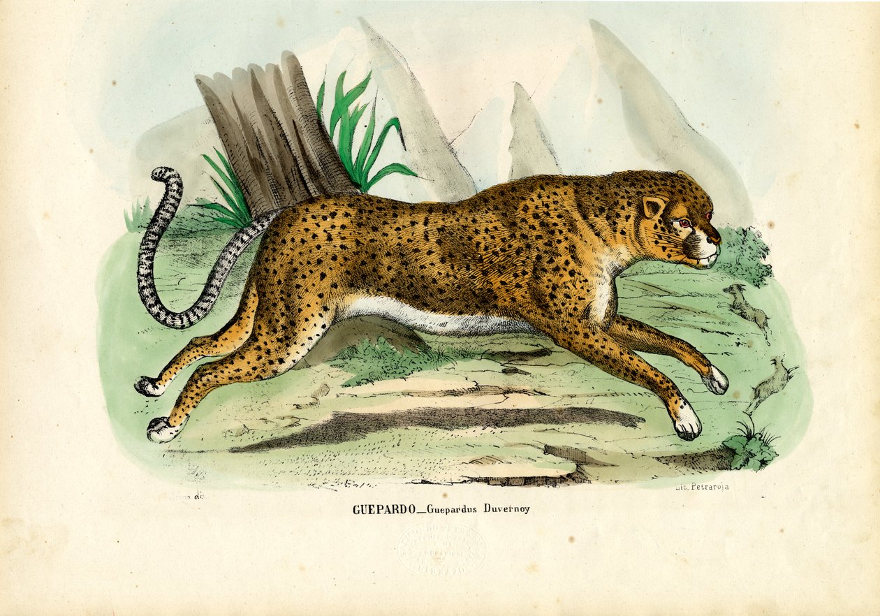 Cheetah by Raimundo Petraroja