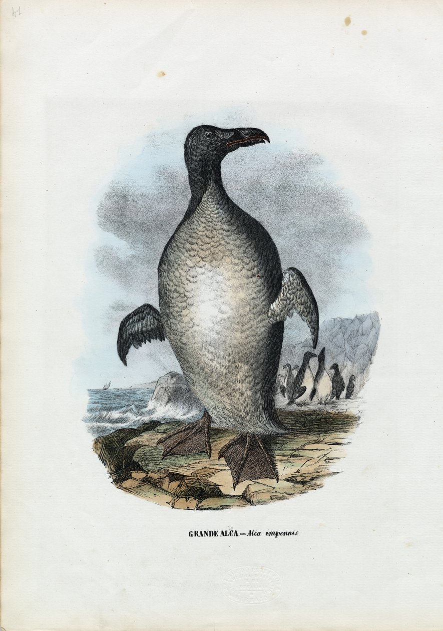 Great Auk, 1863-79 by Raimundo Petraroja