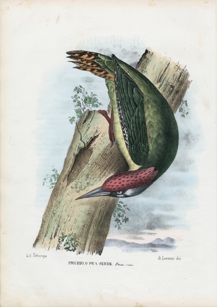 Green Woodpecker, 1863-79 by Raimundo Petraroja