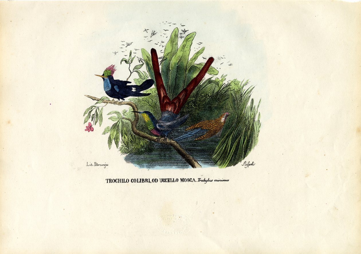 Hummingbirds by Raimundo Petraroja