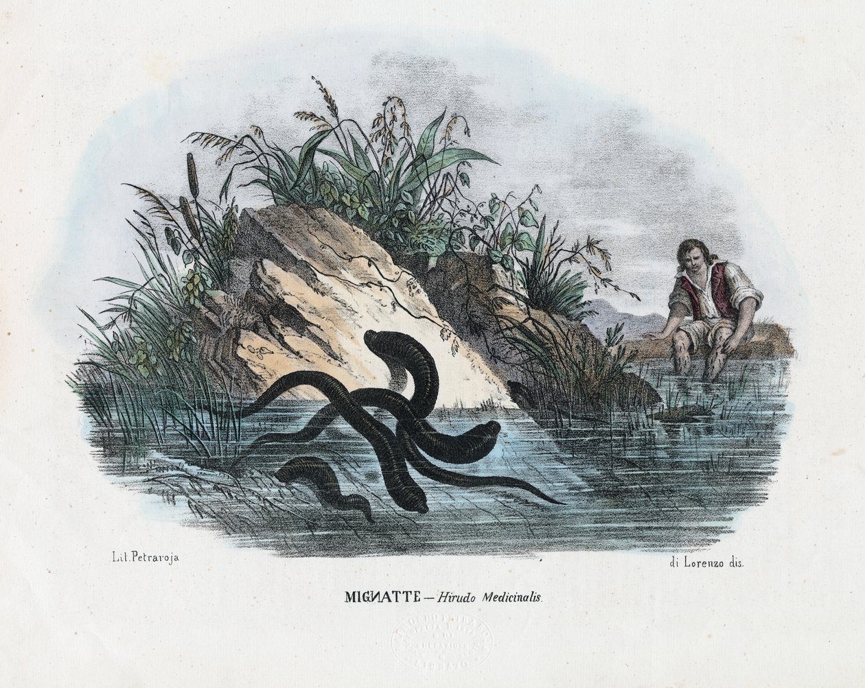 Leeches, 1863-79 by Raimundo Petraroja