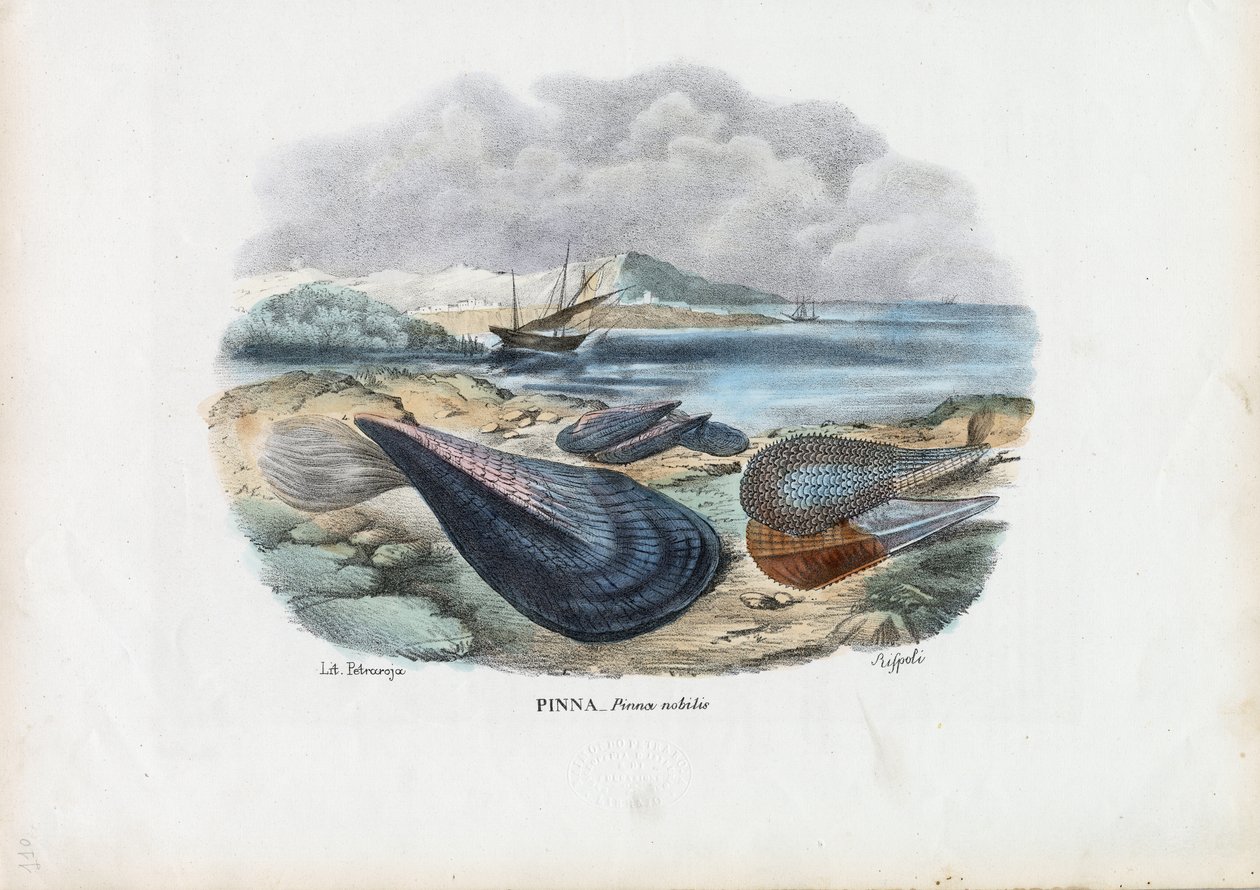 Mussels by Raimundo Petraroja