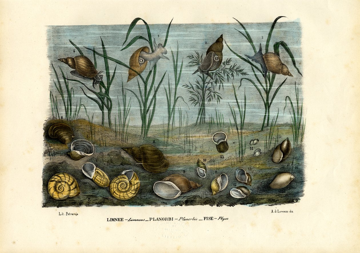 Mussels, 1863-79 by Raimundo Petraroja