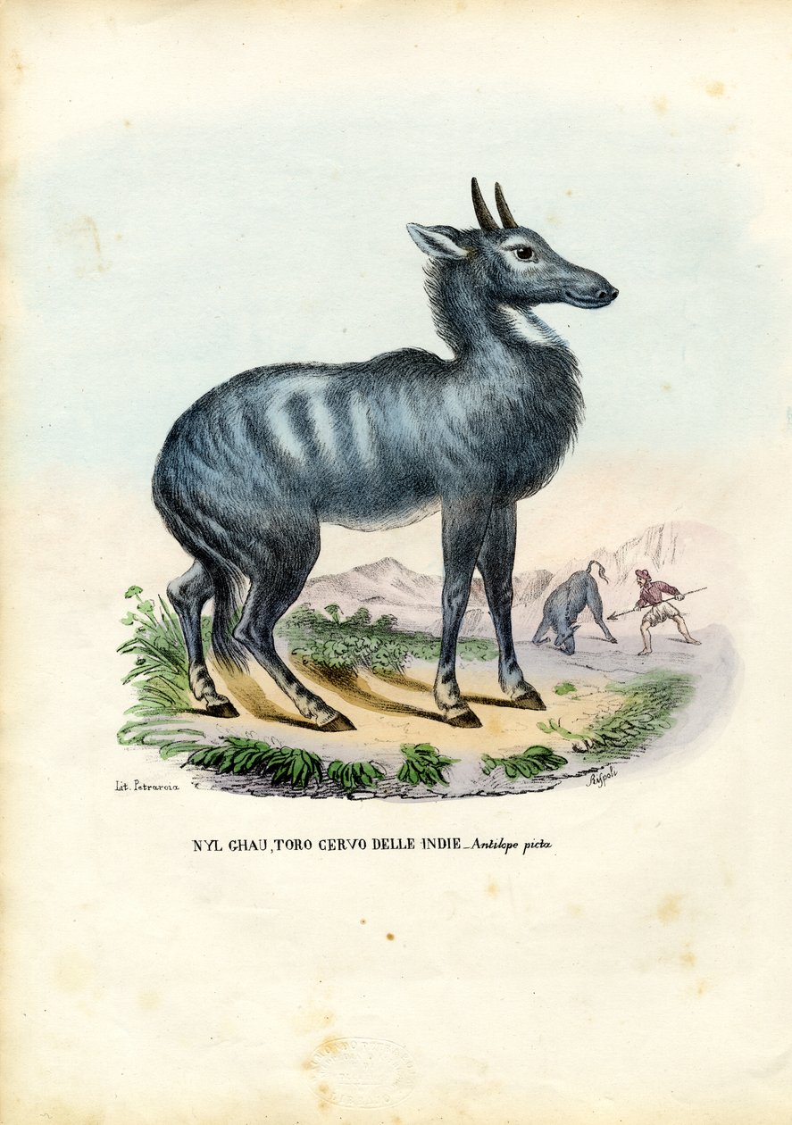 Nilgai by Raimundo Petraroja