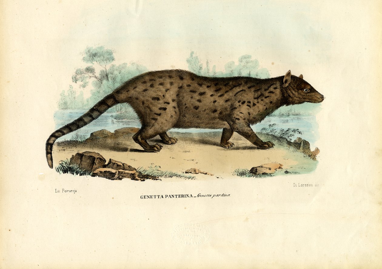 Pardine Genet, 1863-79 by Raimundo Petraroja