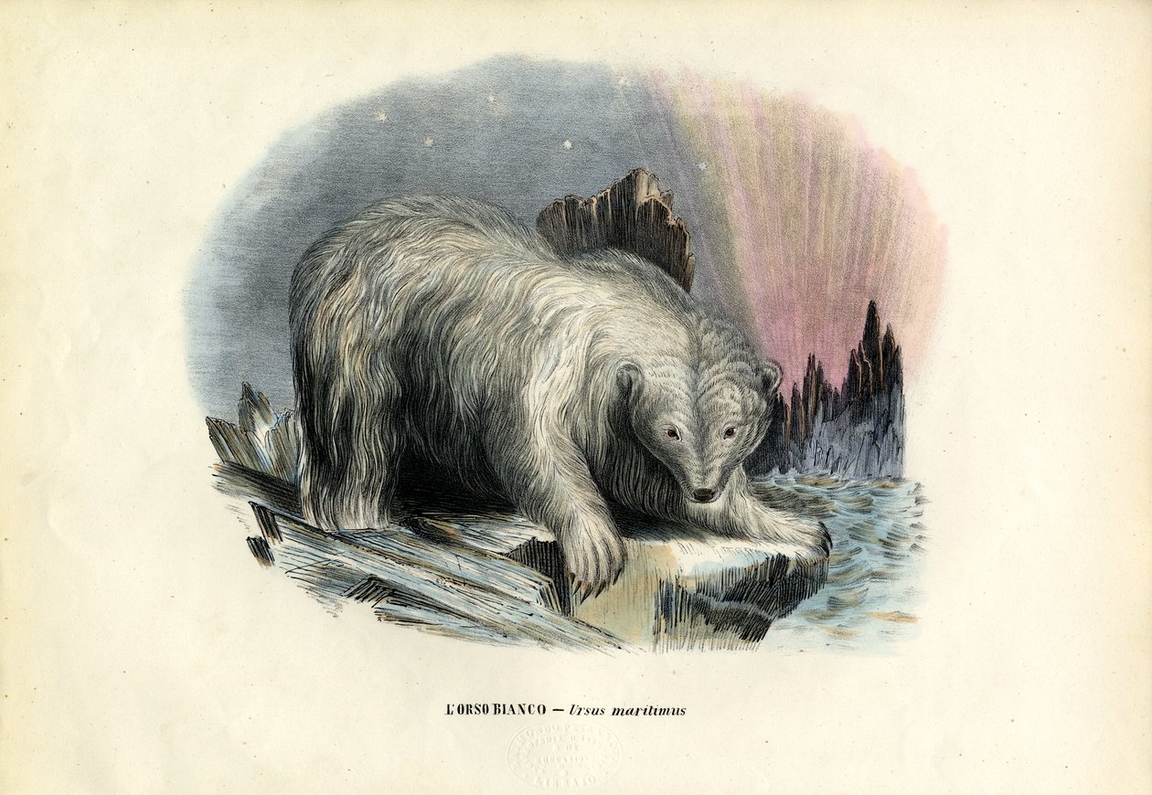 Polar Bear by Raimundo Petraroja