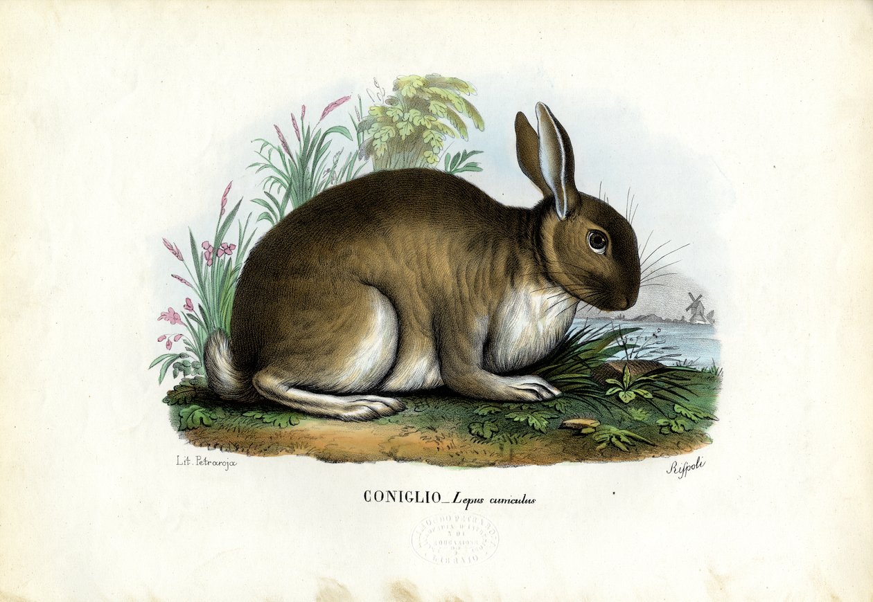 Rabbit, 1863-79 by Raimundo Petraroja
