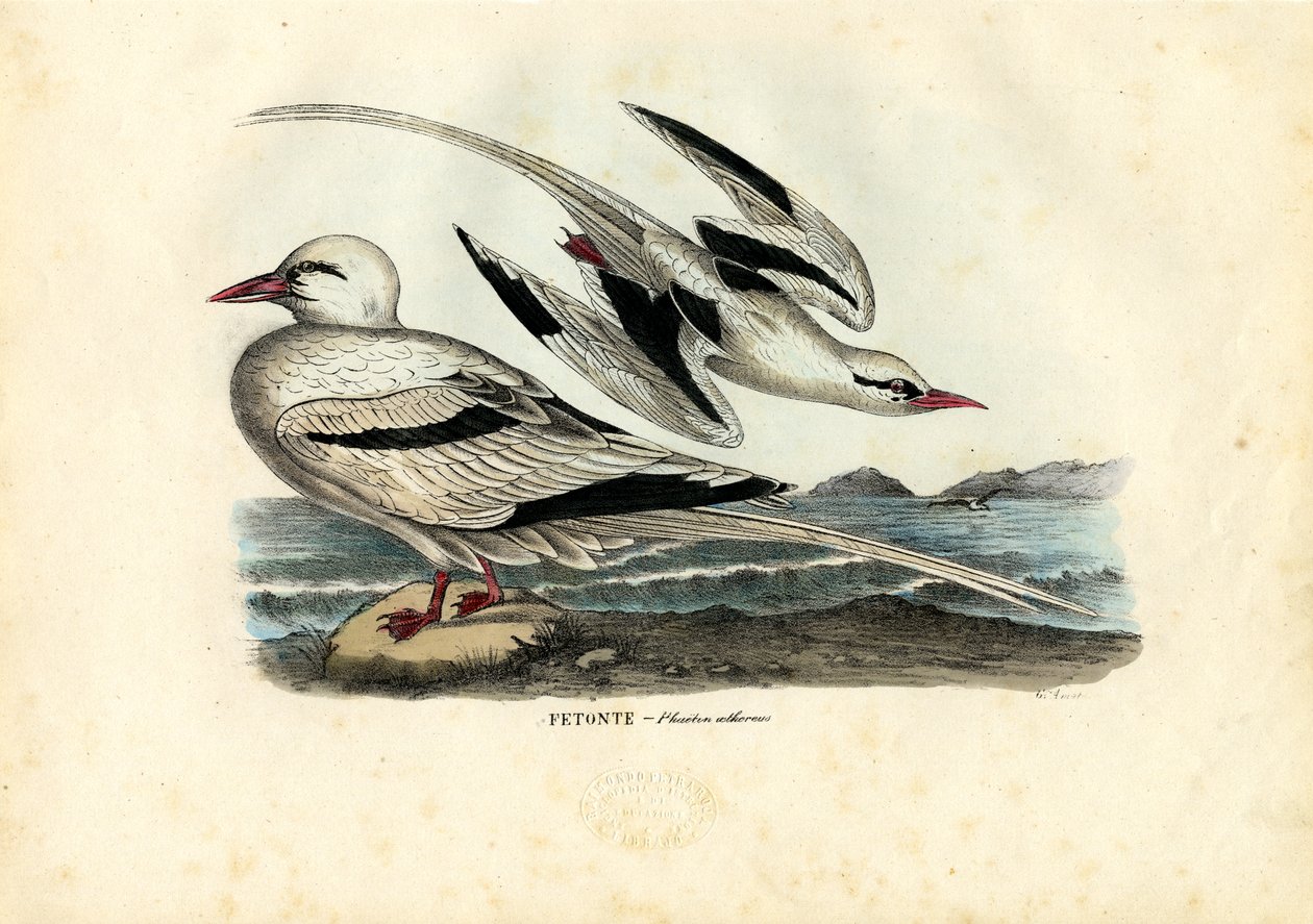 Red-Billed Tropicbird, 1863-79 by Raimundo Petraroja