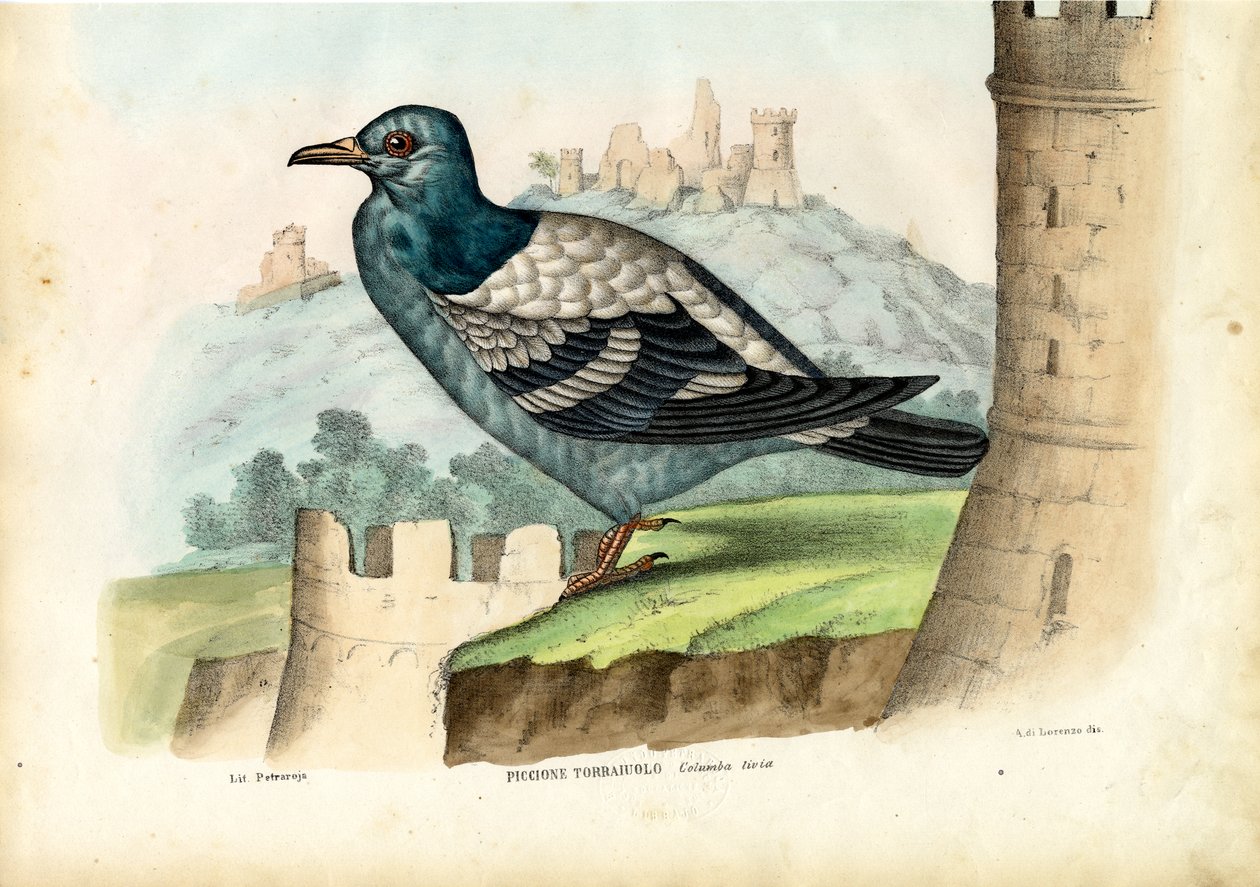 Rock Pigeon, 1863-79 by Raimundo Petraroja