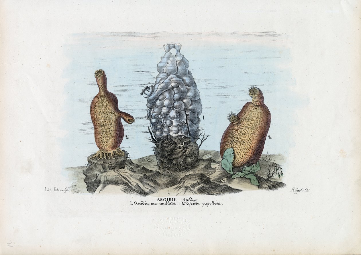 Sea Squirts by Raimundo Petraroja