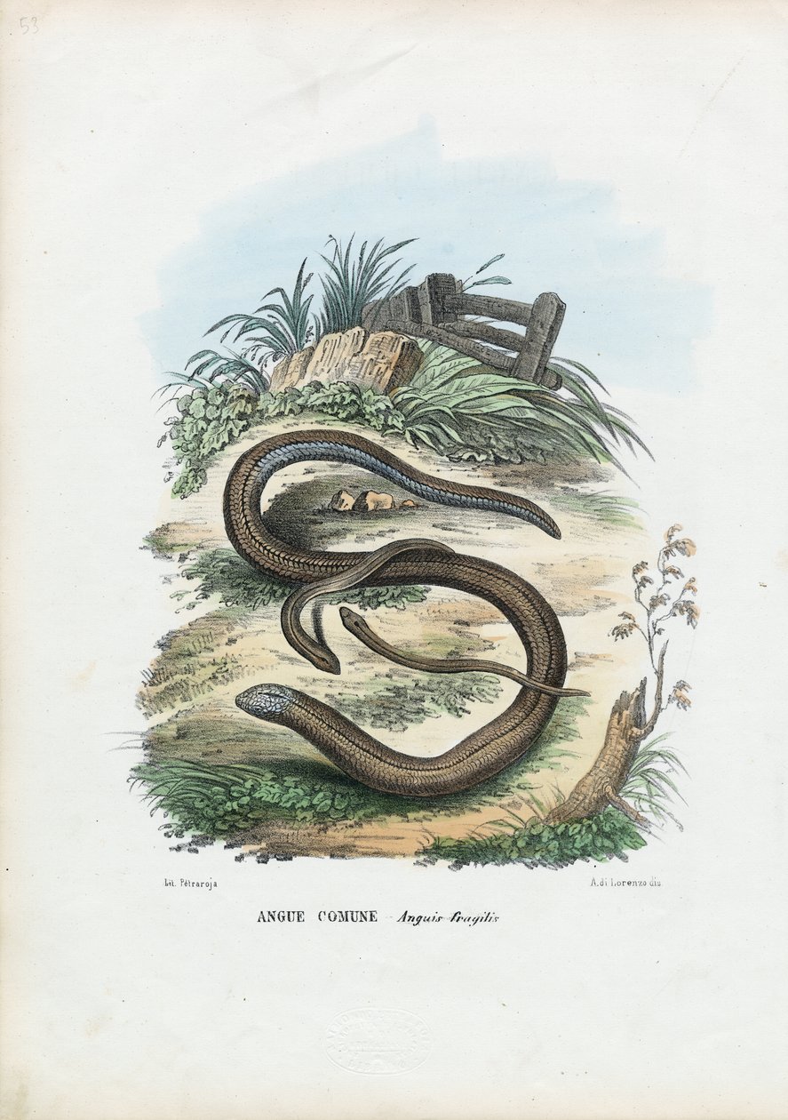 Slow Worm, 1863-79 by Raimundo Petraroja