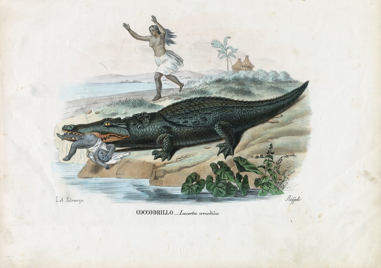 Spectacled Caiman, 1863-79 by Raimundo Petraroja