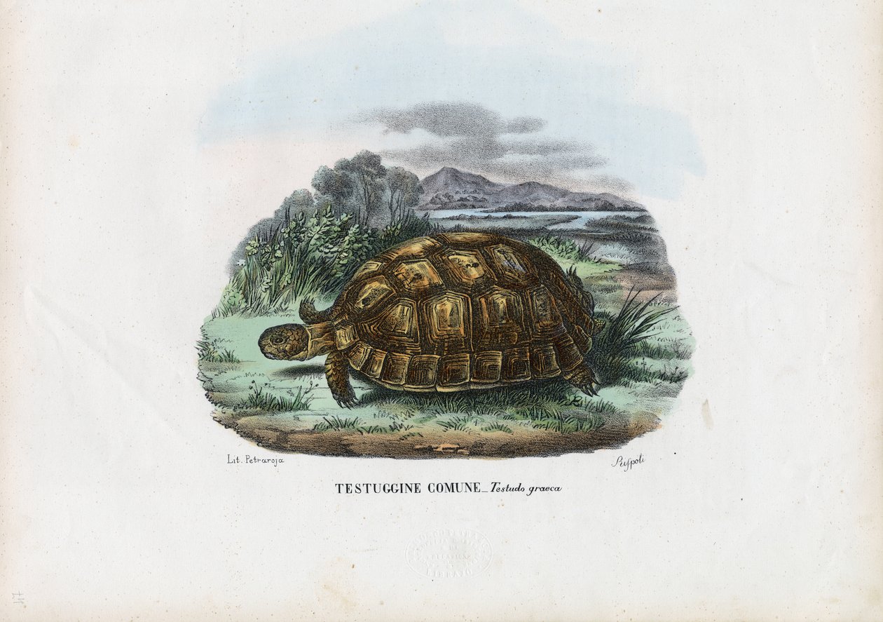 Spur-Thighed Tortoise, 1863-79 by Raimundo Petraroja